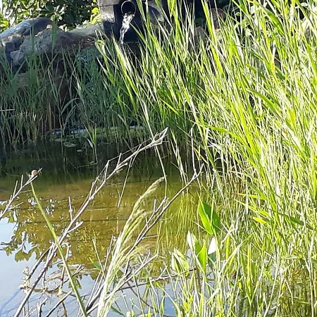 Aux Roses De L'etang Capestang