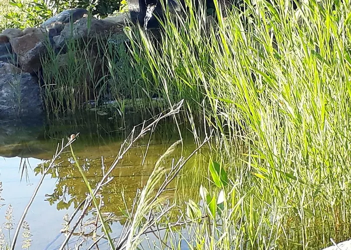 Aux Roses De L'etang Capestang